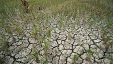 Dampak El Nino, Sejumlah Komoditas di Jabar Alami Defisit Sejak Juni