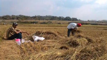 Imbas Kekeringan, Masa Tanam Padi di Kabupaten Cirebon Mentok 2 Kali Setahun