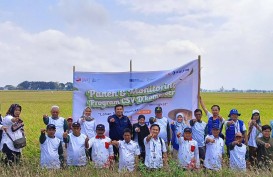 Program CSV D'Komposer Pupuk Kaltim Jangkau 25 Hektare Lebih Lahan Pertanian Sidrap
