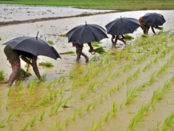 Asean dan Polemik Beras di Kawasan Lumbung Padi