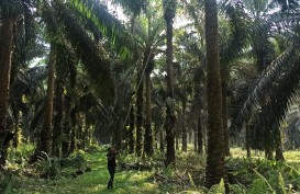 Ekspansi Eagle High Plantations (BWPT), Strategi Burung Hantu hingga Digitalisasi