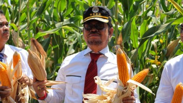 Kementan Rilis Varietas Jagung Jago, Produktivitas Diklaim Lebih Tinggi