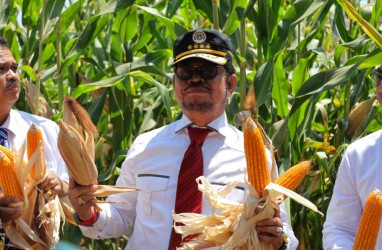 Kementan Rilis Varietas Jagung Jago, Produktivitas Diklaim Lebih Tinggi