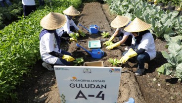 Kembangkan Urban Farming, BRI Peduli Inspirasi Bertani di Kota (BRInita)