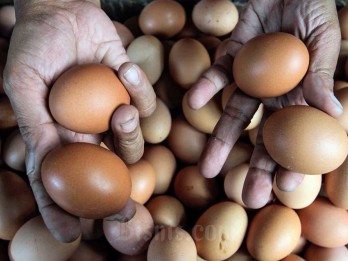 Harga Telur Ayam Jatim Anjlok, Tak Sebanding dengan Biaya Produksi