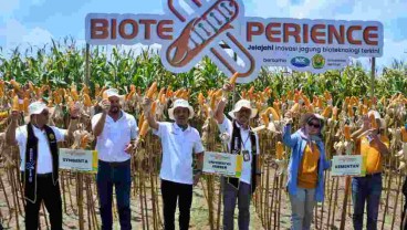 Pengembangan Tanaman Jagung Didorong Pakai Varietas Hibrida Bioteknologi