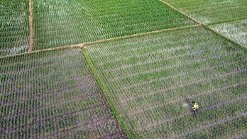Sulsel Siap Akselerasi Produksi Beras, Ada 80.619 Hektare Lahan Potensi Panen