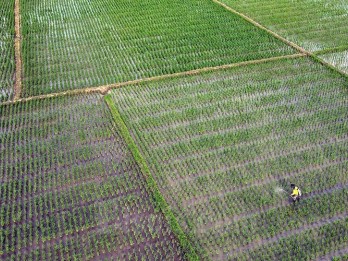 Sulsel Siap Akselerasi Produksi Beras, Ada 80.619 Hektare Lahan Potensi Panen