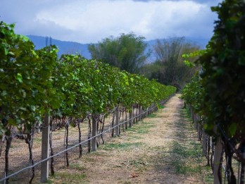 Hatten Wines Raih Predikat Tertinggi di AWC Vienna 2023