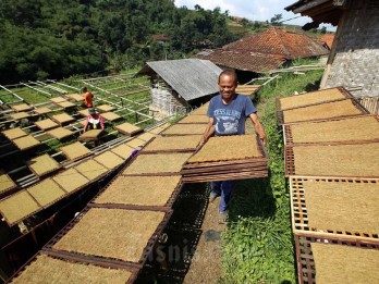 Harga Tembakau Bagus, Petani Sebut Cuaca Mendukung