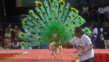 Fashion Show Domba di Jember
