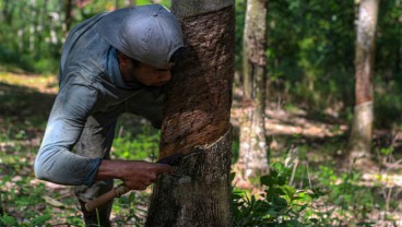 Perkebunan Karet di Sumbar Lesu, Ini Sejumlah Persoalannya