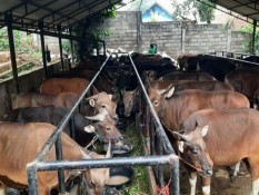 Keluh Kesah Peternak Sapi akibat Molornya Vaksin LSD