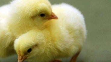 Peternak Ayam Broiler Teriak, Bisnis Terancam Perusahaan Integrator