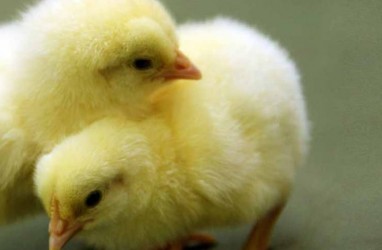 Peternak Ayam Broiler Teriak, Bisnis Terancam Perusahaan Integrator