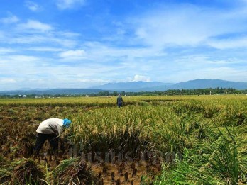 Kemarau, Petani di Kalbar Masih Bisa Panen Raya