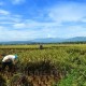 Kemarau, Petani di Kalbar Masih Bisa Panen Raya