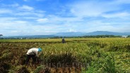 Kemarau, Petani di Kalbar Masih Bisa Panen Raya