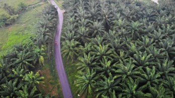 Kementan Targetkan 10.000 Ha, Replanting Sawit Riau Terus Berlanjut