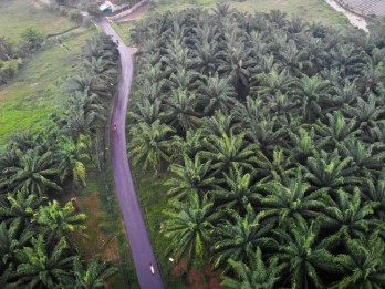 Kementan Targetkan 10.000 Ha, Replanting Sawit Riau Terus Berlanjut