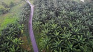 Kementan Targetkan 10.000 Ha, Replanting Sawit Riau Terus Berlanjut