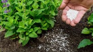 Penyerapan Pupuk Subsidi Kabupaten Cirebon di Atas 50 Persen