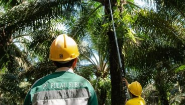 Calon Emiten CPO Pulau Subur (PTPS) IPO, Bidik Dana Segar Rp92,7 Miliar