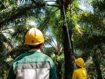 Calon Emiten CPO Pulau Subur (PTPS) IPO, Bidik Dana Segar Rp92,7 Miliar
