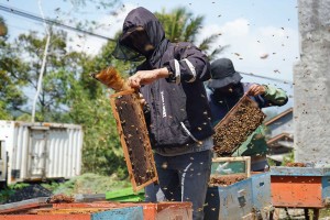 Produksi Madu Melimpah Saat Musim Kemarau