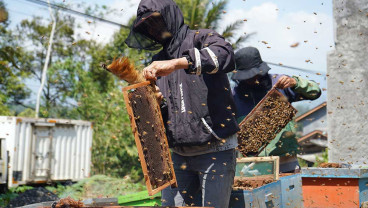 Produksi Madu Melimpah Saat Musim Kemarau