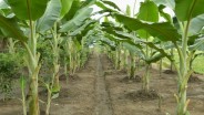 Sulsel Mulai Kembangkan Budi Daya Tanaman Pisang Seluas 100.000 Hektare