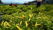 Upaya Sulsel Stabilkan Harga Cabai, ASN Didorong Tanam 240.000 Bibit