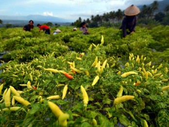 Upaya Sulsel Stabilkan Harga Cabai, ASN Didorong Tanam 240.000 Bibit