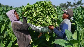 Petani Tembakau di Sumedang Menjerit Lantaran Marak Rokok Ilegal dan Pupuk Mahal