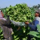 Petani Tembakau di Sumedang Menjerit Lantaran Marak Rokok Ilegal dan Pupuk Mahal