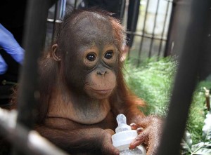 BKSDA Kalimantan Tengah Amankan Bayi Orangutan Hasil Penyelundupan