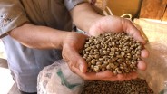 Ikhtiar Komala Membangkitkan Pamor Kopi Robusta Kaki Gunung Ciremai