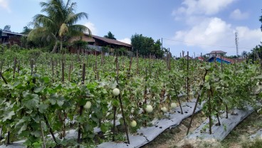 Wisata Petik Melon di Tengah Kota Balikpapan