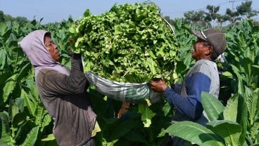 RPP UU Kesehatan : Petani Tembakau Bojonegoro Tolak Pasal Pengamanan Zat Adiktif