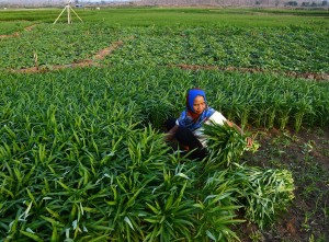 Petani di Madiun Manfaatkan Areal Waduk Untuk Bertani Saat Musim Kemarau