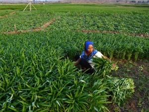 Petani di Madiun Manfaatkan Areal Waduk Untuk Bertani Saat Musim Kemarau