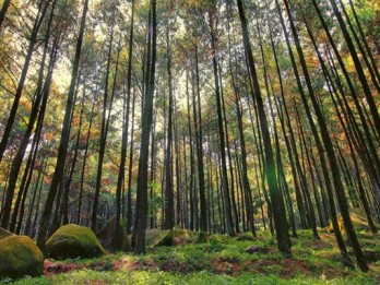 KLHK Terbitkan Sertifikat TORA Pemanfaatan Kawasan Hutan di Sumbar