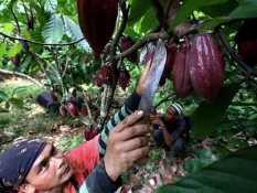 Indonesia Bisa Jadi Produsen Kakao Terbesar Ketiga di Dunia