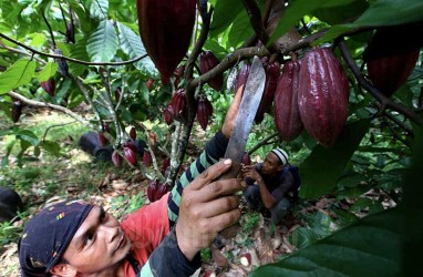Indonesia Bisa Jadi Produsen Kakao Terbesar Ketiga di Dunia