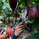 Indonesia Bisa Jadi Produsen Kakao Terbesar Ketiga di Dunia