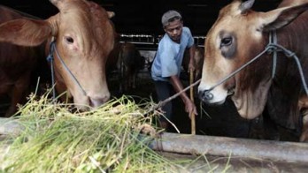 Swasembada Daging di Jatim, Begini Strategi Optimalisasi