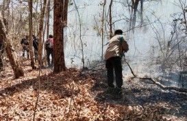 Taman Nasional Baluran Situbondo Ditutup Akibat Kebakaran Lahan