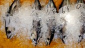 Rusia Pertimbangkan Gabung dengan China untuk Larang Impor Makanan Laut Jepang