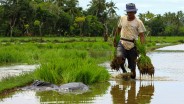 Pemprov Sumbar Targetkan Produktivitas Padi Meningkat pada 2023