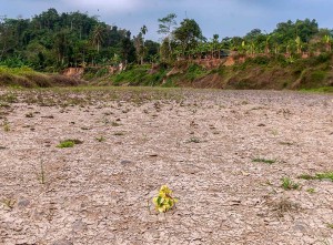 BMKG Memprediksi Musim Kemarau di Jawa dan Sumatera Akan Berakhir Pada Akhir Oktober 2023